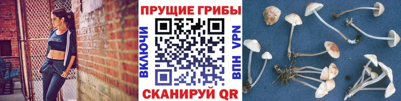 Купить где  Нелидово  Галлюциногенные грибы GOLDEN TEACHER 